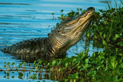 ¿Hay cocodrilos en el Lago Gatún? ¿Y en el Canal de Panamá?