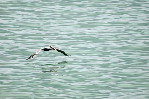 Fauna en Bahía Limón